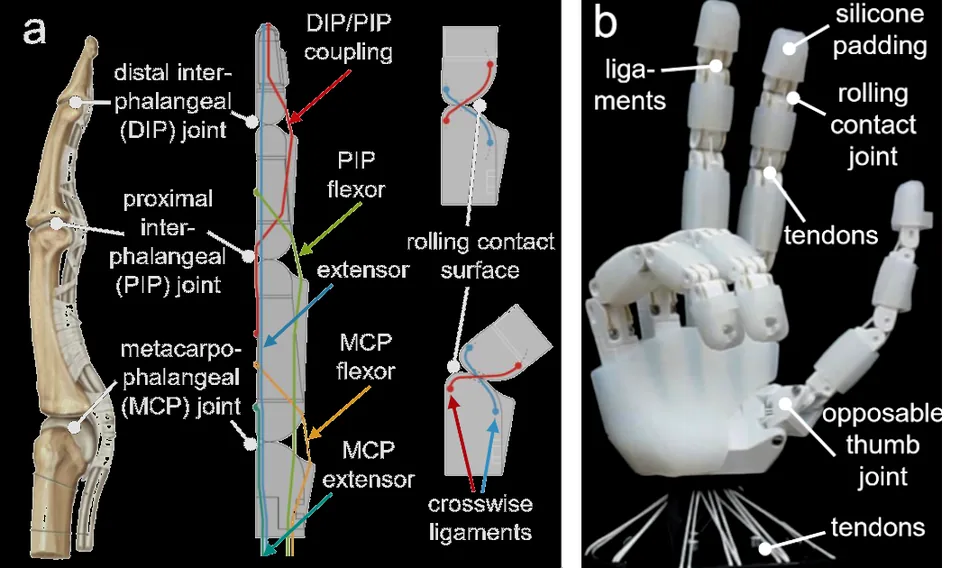 Overview figure: Getting the Ball Rolling: Learning a Dexterous Policy for a Biomimetic Tendon-Driven Hand with Rolling Contact Joints
