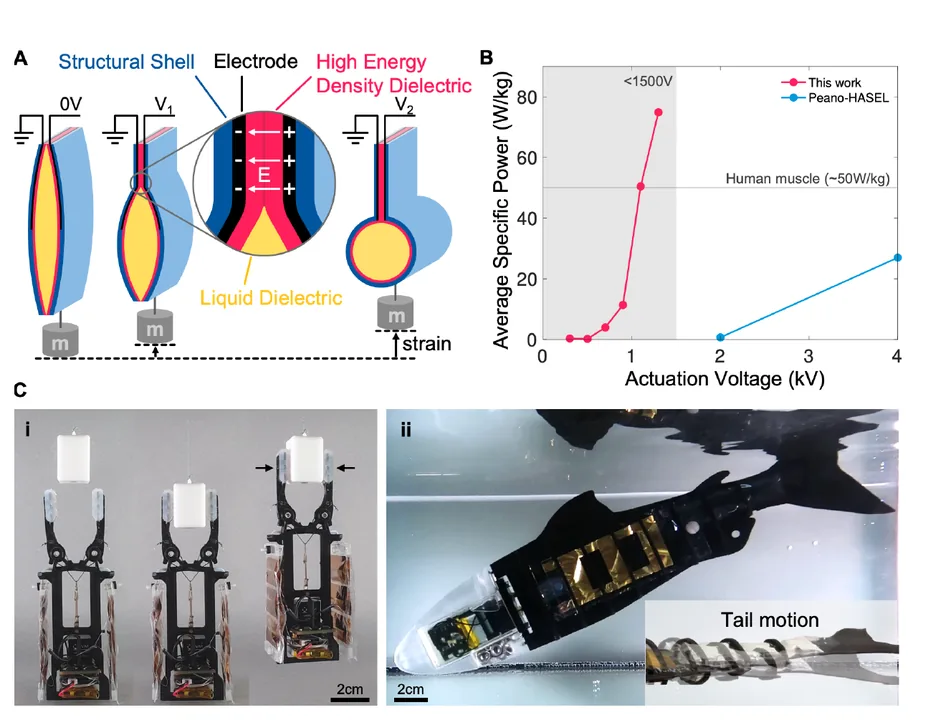 Overview figure: Low-voltage Electrohydraulic Actuators for Untethered Robotics