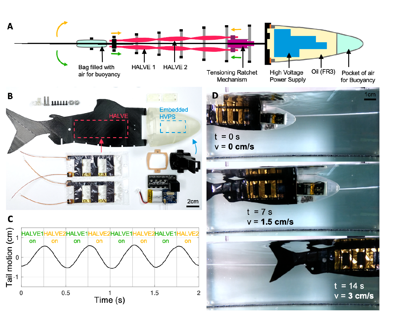 Untethered artificial fish assembly and swimming sequence
