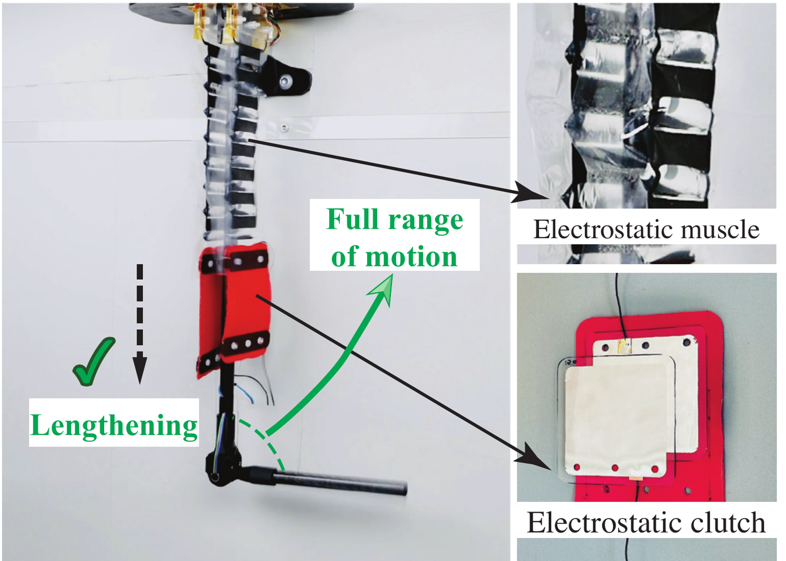 Hardware demonstration showing lengthening, full range of motion, and close-ups of the electrostatic muscle and clutch